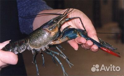 Австралийский красноклешневый рак