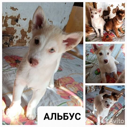 Щенки в добрые руки