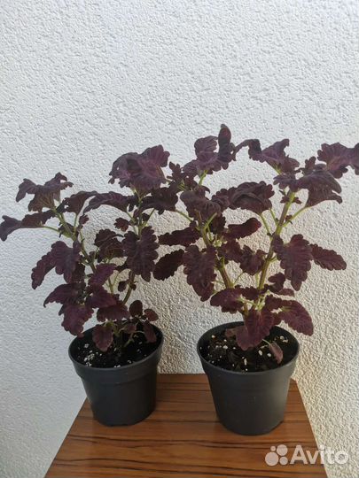 Колеус Черный дракон