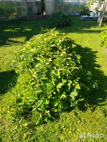 Девичий виноград