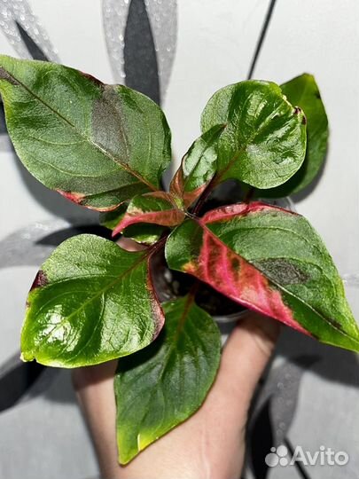 Комнатные цветы