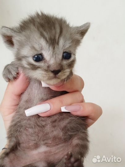 Британские котята