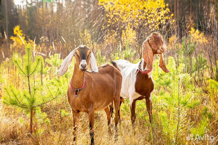Козье молоко породы Камори домашнее S1