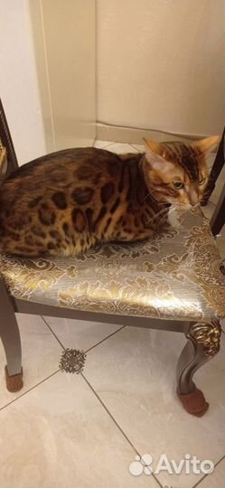 Бенгальский кот для вязки