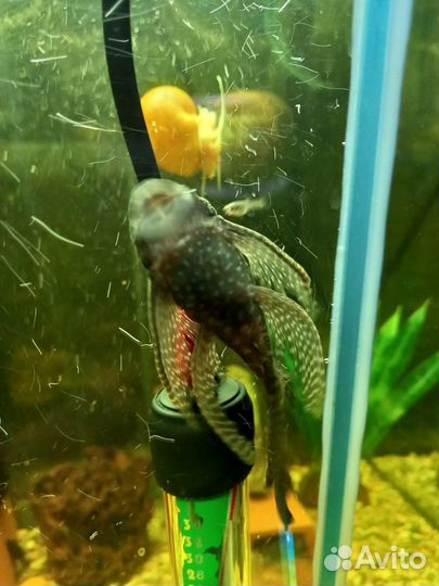 Продам сомиков анцитрусов