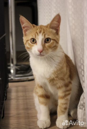Рыжий котенок 4-5 месяцев Золтон в добрые руки
