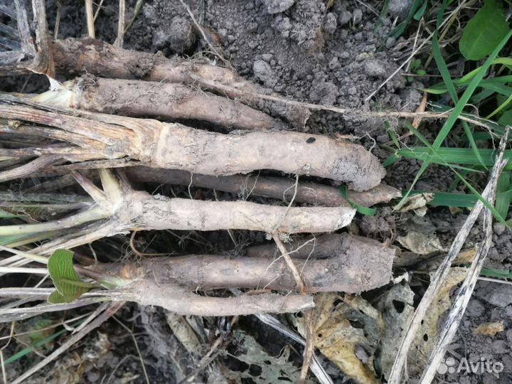 Корни хрена сортовые