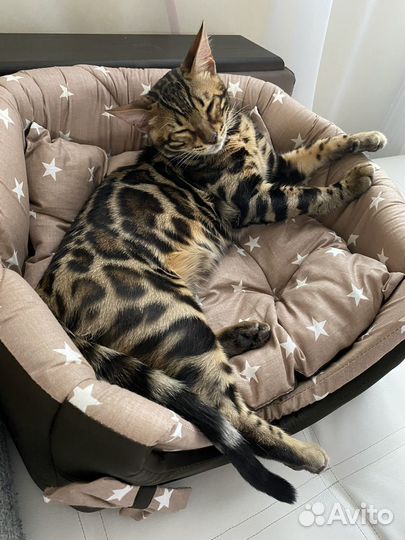 Передержка домашних животных