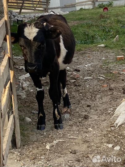 Бычок и теленок