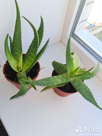 Алоэ мыльный