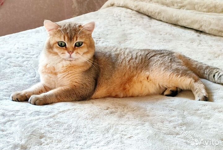 Кот на вязку