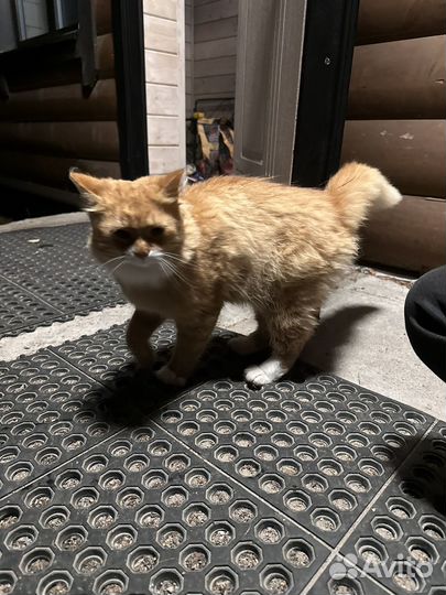 Рыжий котенок
