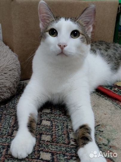 Кот ищет дом