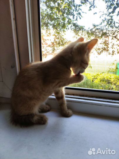 Рыжий котенок