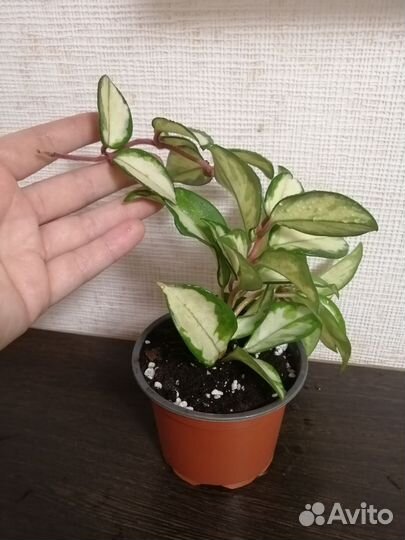 Хойя карноза триколор