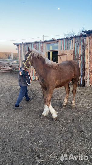 Жеребец тяжеловоз советский