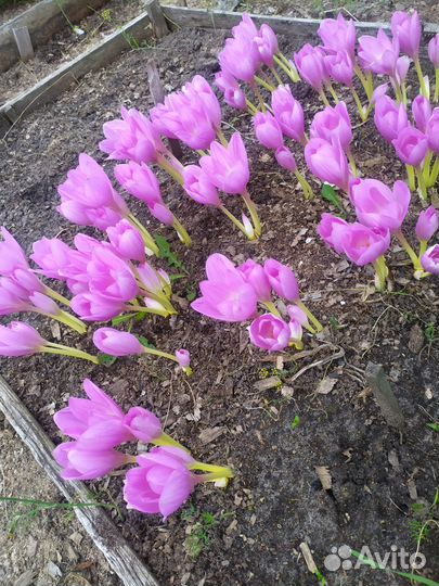 Луковицы безвременника