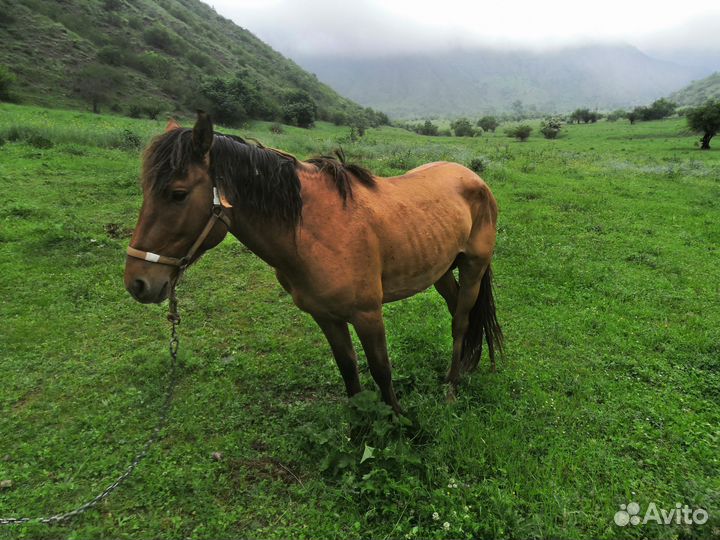 Лошадь жеребец