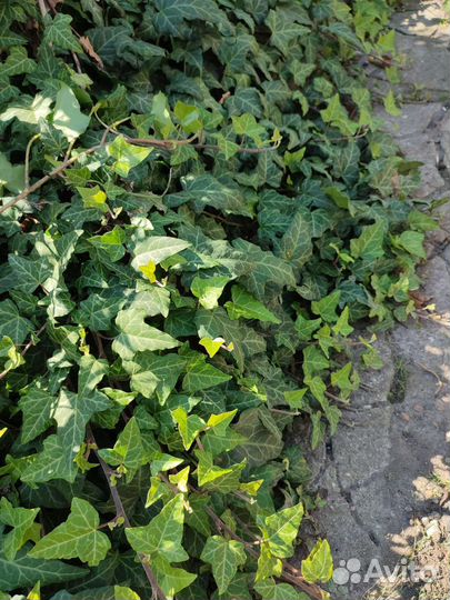 Плющ садовый