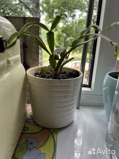 Цветок декабрист