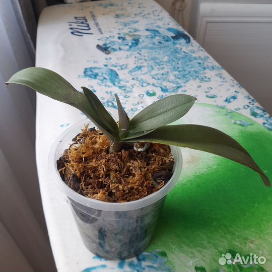 Орхидея фаленопсис детка