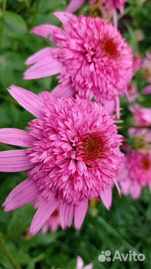 Эхиноцея пурпурная