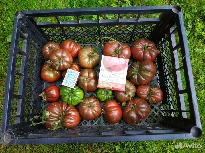 Томаты, яблоки(падалица)