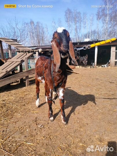 Козлик камори 50%