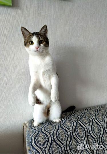 Кошечка подросток