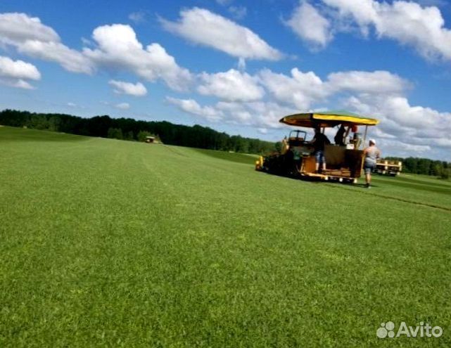 Рулонный газон 