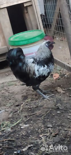 Молодые петухи