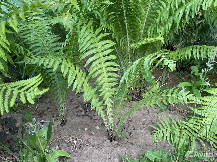 Папоротник