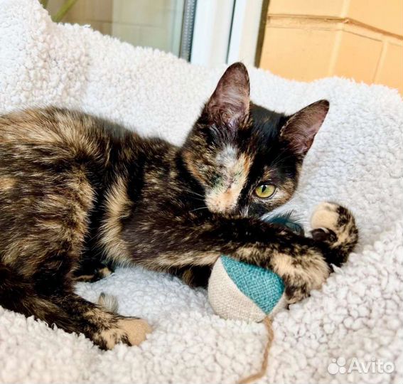 Особенная котёнок Корица