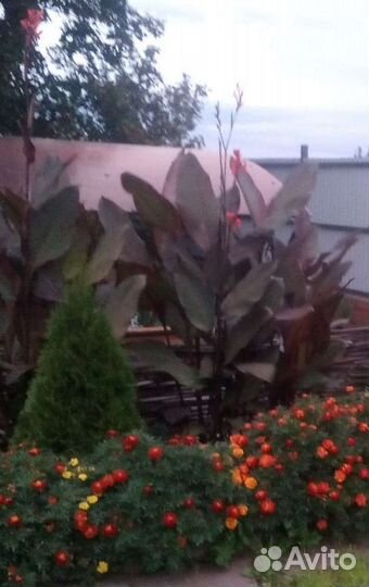 Клубни канны