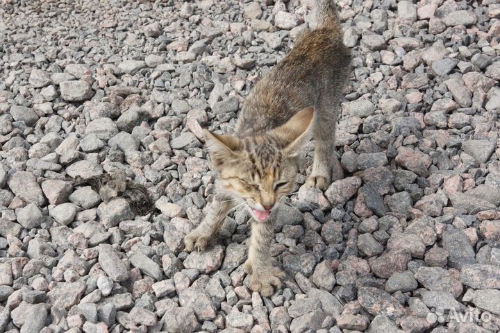 Кошка в дар