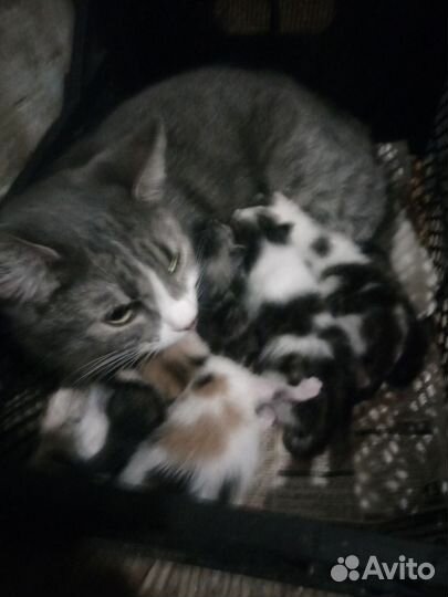 Котята мейн-куна полукровки