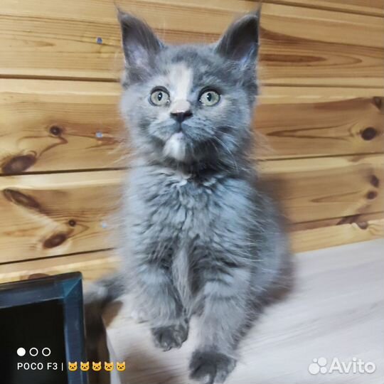 Котята мейн-кун