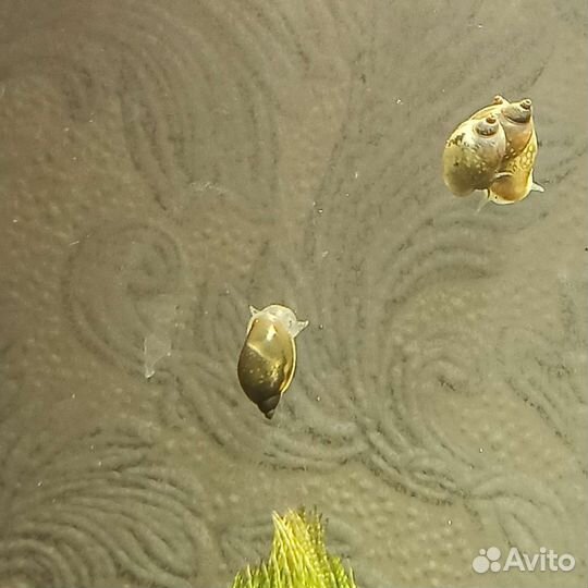 Улитка покемон