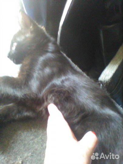 Котенок черный в дар