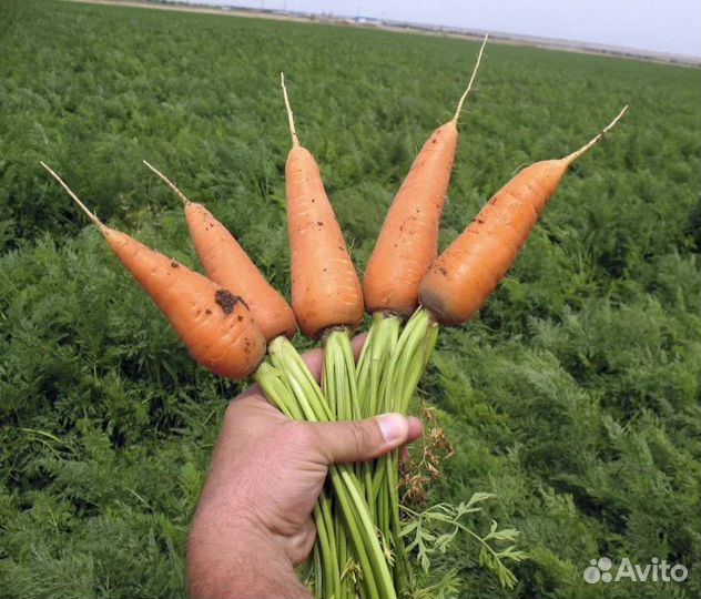 Морковь оптом молодая