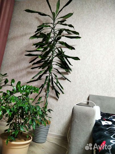 Пальма драцена