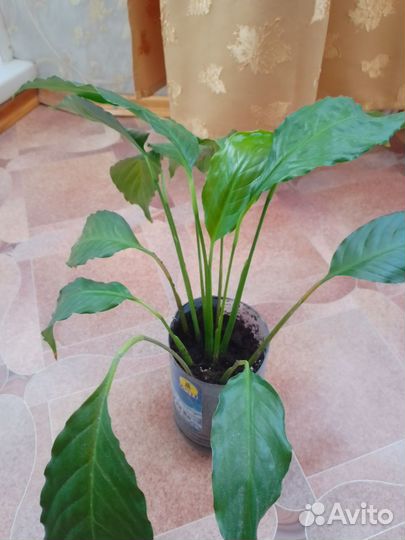 Спатифиллум