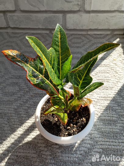 Excellent кротон