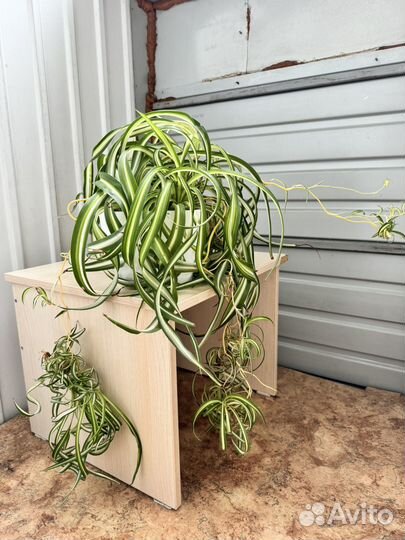 Хлорофитум кудрявый