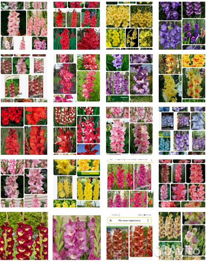 Гладиолусы коллекционные и сортовые