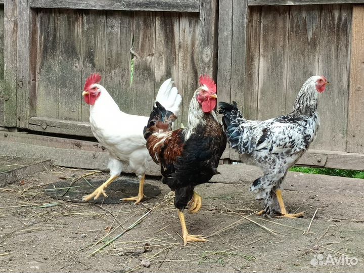 Продам петухов