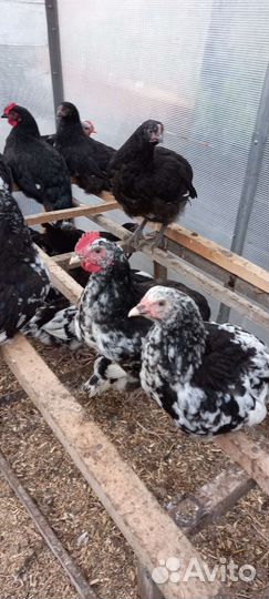 Куры молодки