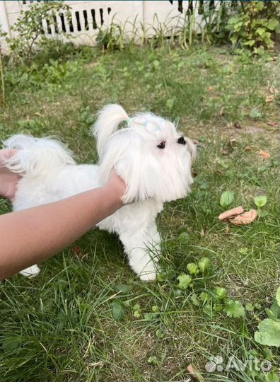 Вязка мальтезе экстра-Мини (вес 1,4)