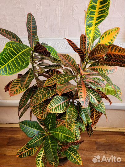 Кодиеум кротон