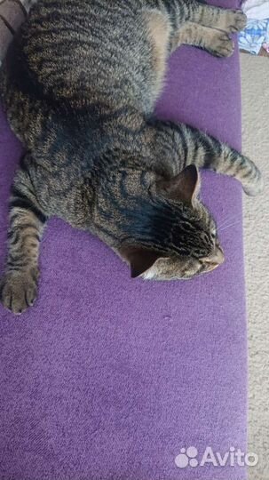 Передержка кошек